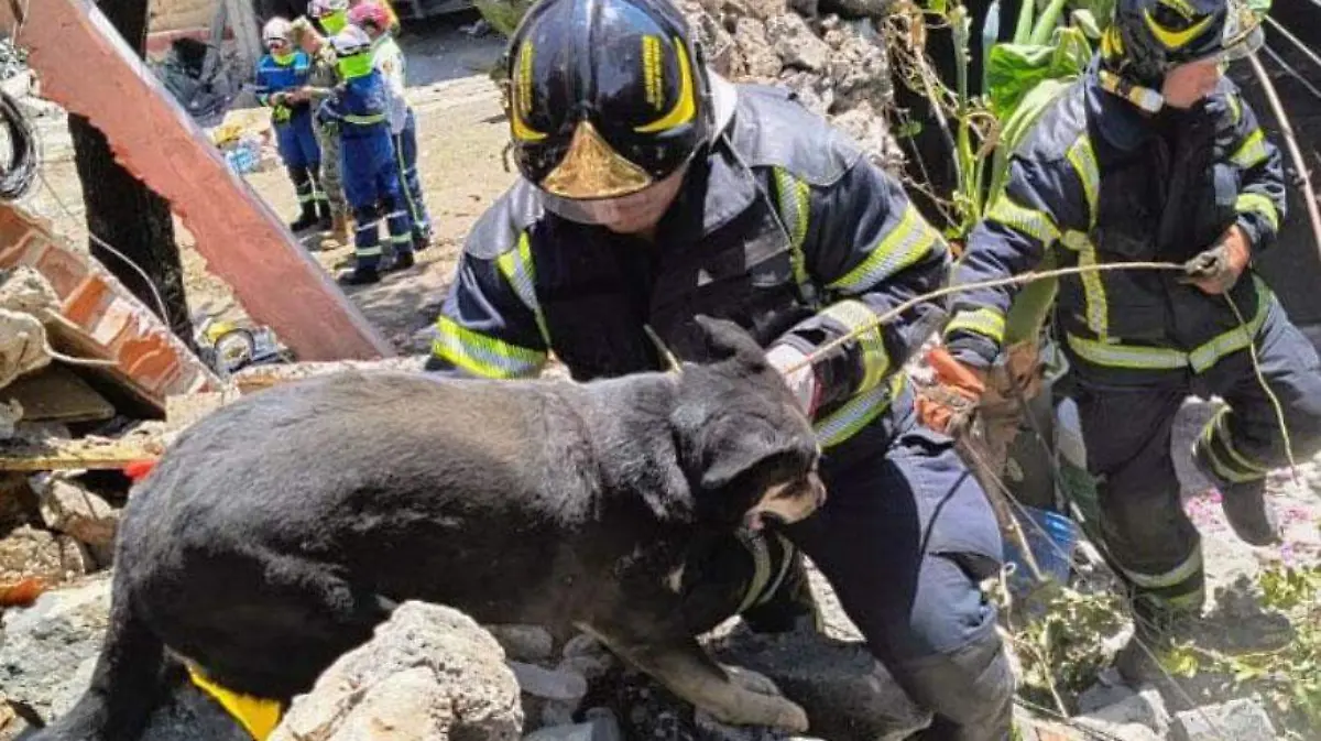 bomberos y perritos